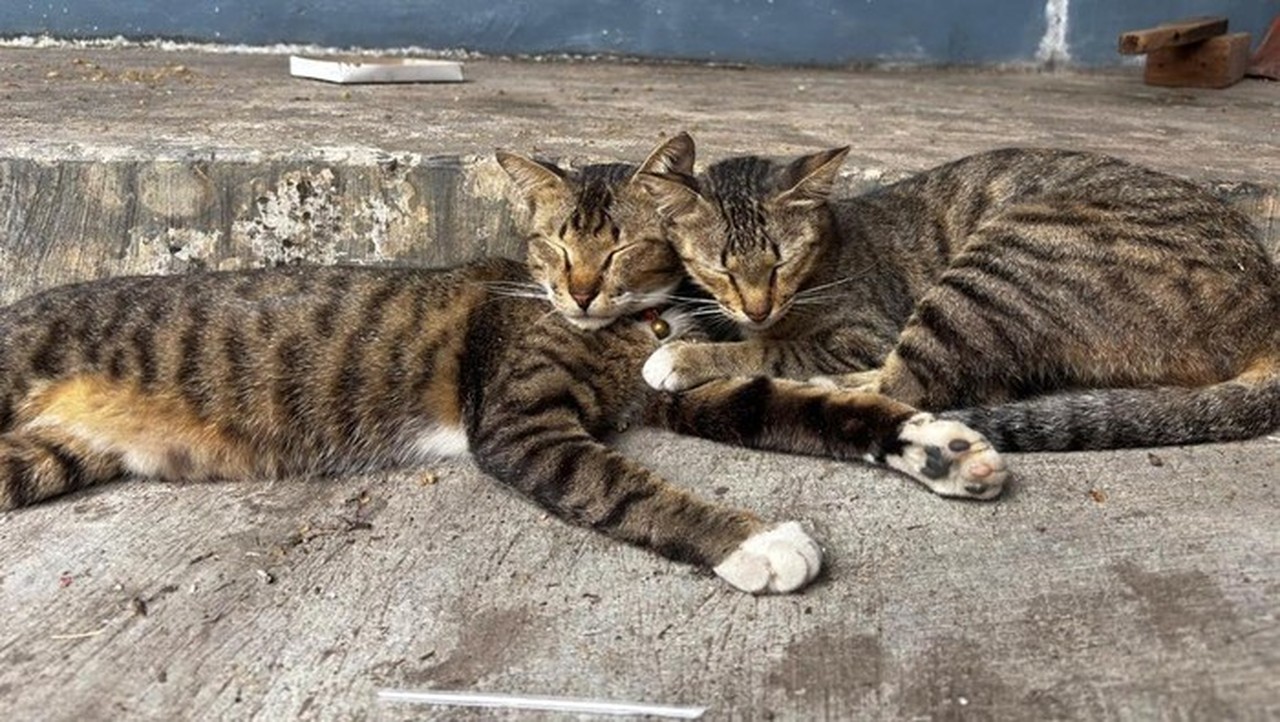 Pensiunan ASN Tendang Kucing hingga Mati di Blora, Tawarkan Kucing Persia Pengganti