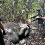 Gajah Mati Mengenaskan di Riau: Gading dan Kepala Hilang, Diduga Dibunuh