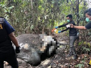 Gajah Mati Mengenaskan di Riau: Gading dan Kepala Hilang, Diduga Dibunuh