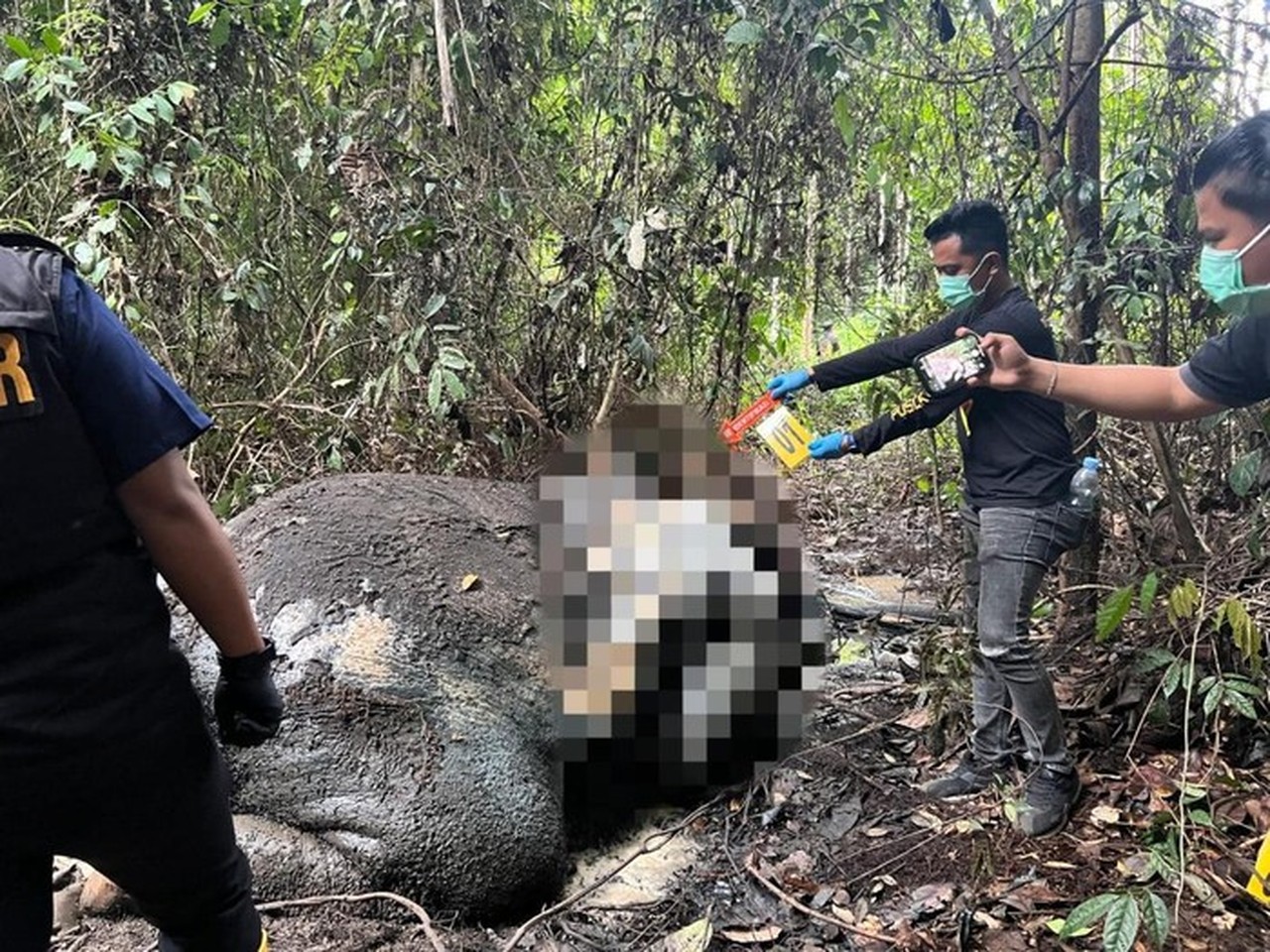 Gajah Mati Mengenaskan di Riau: Gading dan Kepala Hilang, Diduga Dibunuh