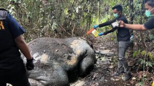 Gajah Sumatera Ditemukan Mati Mengenaskan di Pelalawan, Proyektil Bersarang di Kepala
