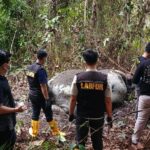 Gajah Sumatera Ditembak Mati, Anggota DPR Desak Pelaku Diberi Sanksi Berat