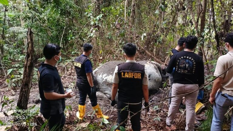 Gajah Sumatera Ditemukan Mati Mengenaskan di Riau, Diduga Korban Perburuan Liar
