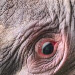 Kemenhut Panggil Direksi PT RAPP Terkait Gajah Sumatera Mati Tanpa Kepala di Riau