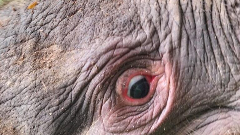 Kemenhut Panggil Direksi PT RAPP Terkait Gajah Sumatera Mati Tanpa Kepala di Riau