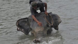 Kementerian LHK Kejar Jaringan Pembunuh Gajah Tanpa Kepala di Riau
