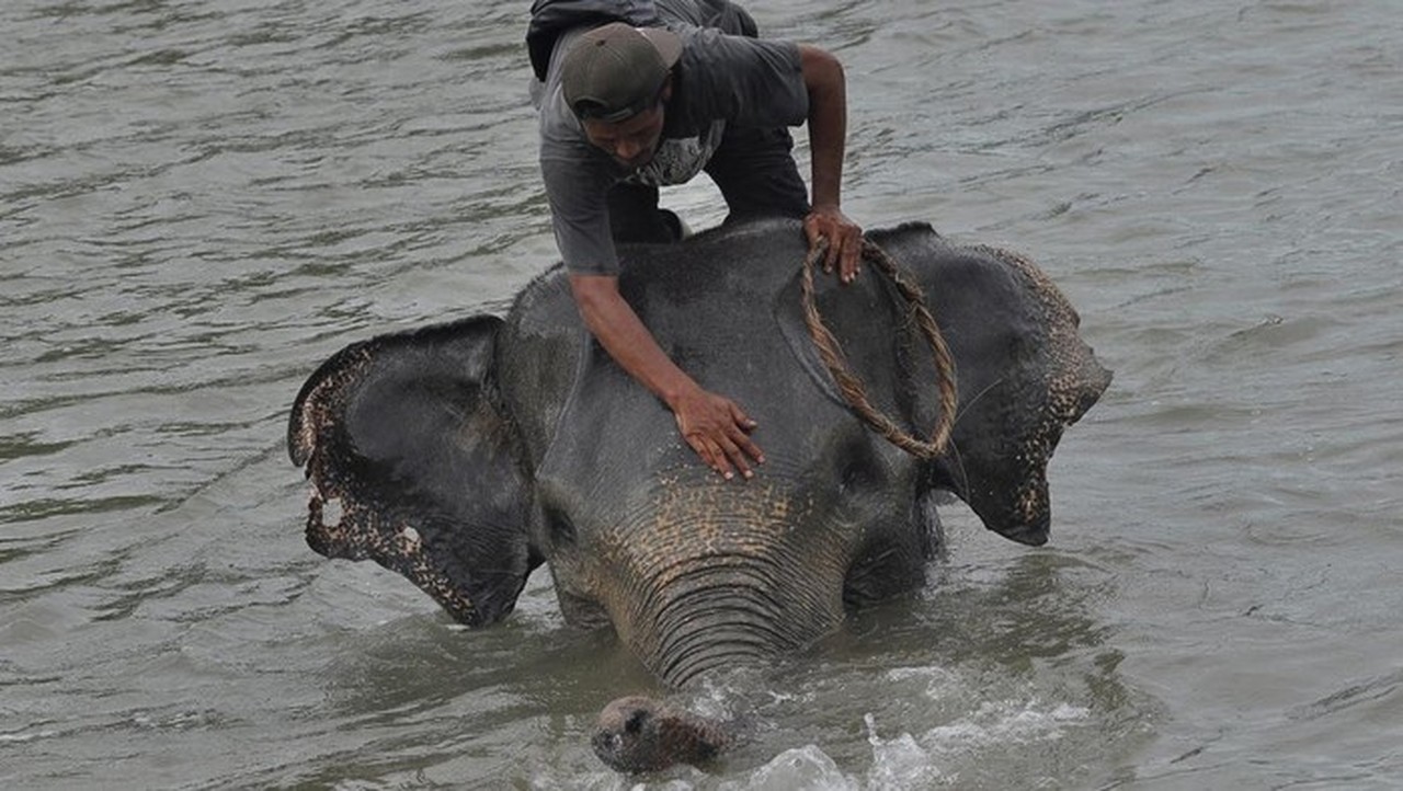 Kementerian LHK Kejar Jaringan Pembunuh Gajah Tanpa Kepala di Riau