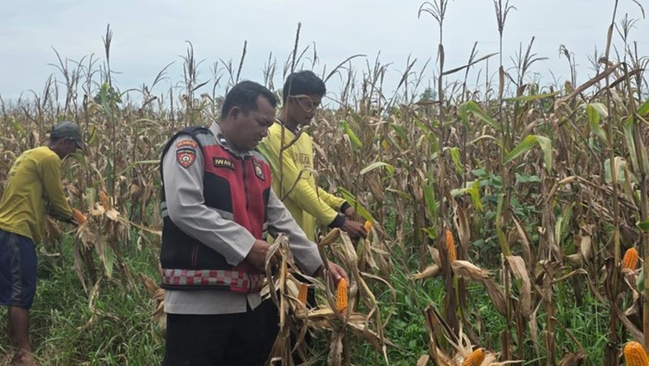 Aipda Iwan Haryanto: 15 Tahun Bina Ratusan Petani, Tingkatkan Ekonomi Desa di Ogan Ilir