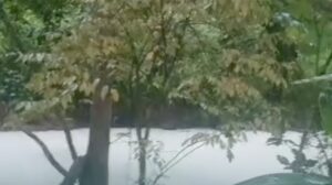 Sungai Jaletreng Tercemar Pestisida Akibat Kebakaran Gudang di Tangsel, Ikan Mati Massal