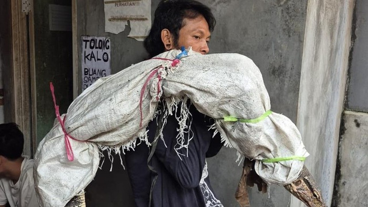 Pria Pemanggul Karung di Jakbar Viral Dikira Bawa Mayat, Ternyata Isi Biawak