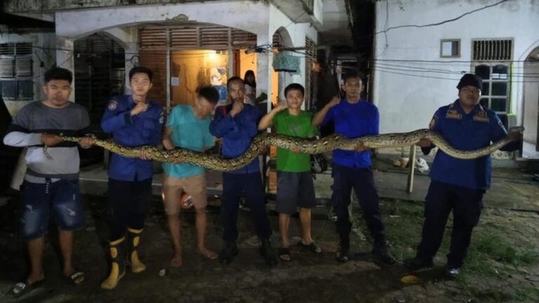 Piton 7 Meter Gemparkan Kendari, Bersembunyi di Plafon Rumah Warga