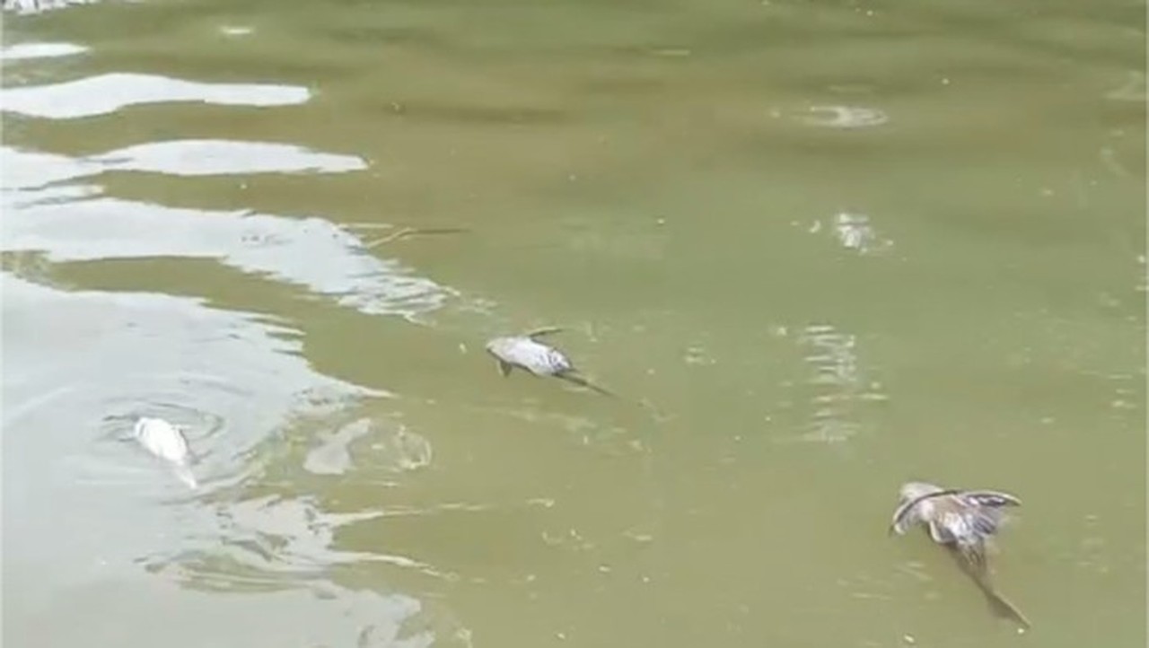 Sungai Cisadane Tercemar Limbah Pabrik Pestisida, BPBD Imbau Warga Tak Konsumsi Ikan Mati