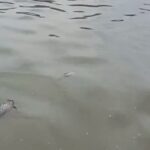 Pabrik Pestisida Terbakar Cemari Sungai, PAM Tangsel Klaim Pasokan Air Aman