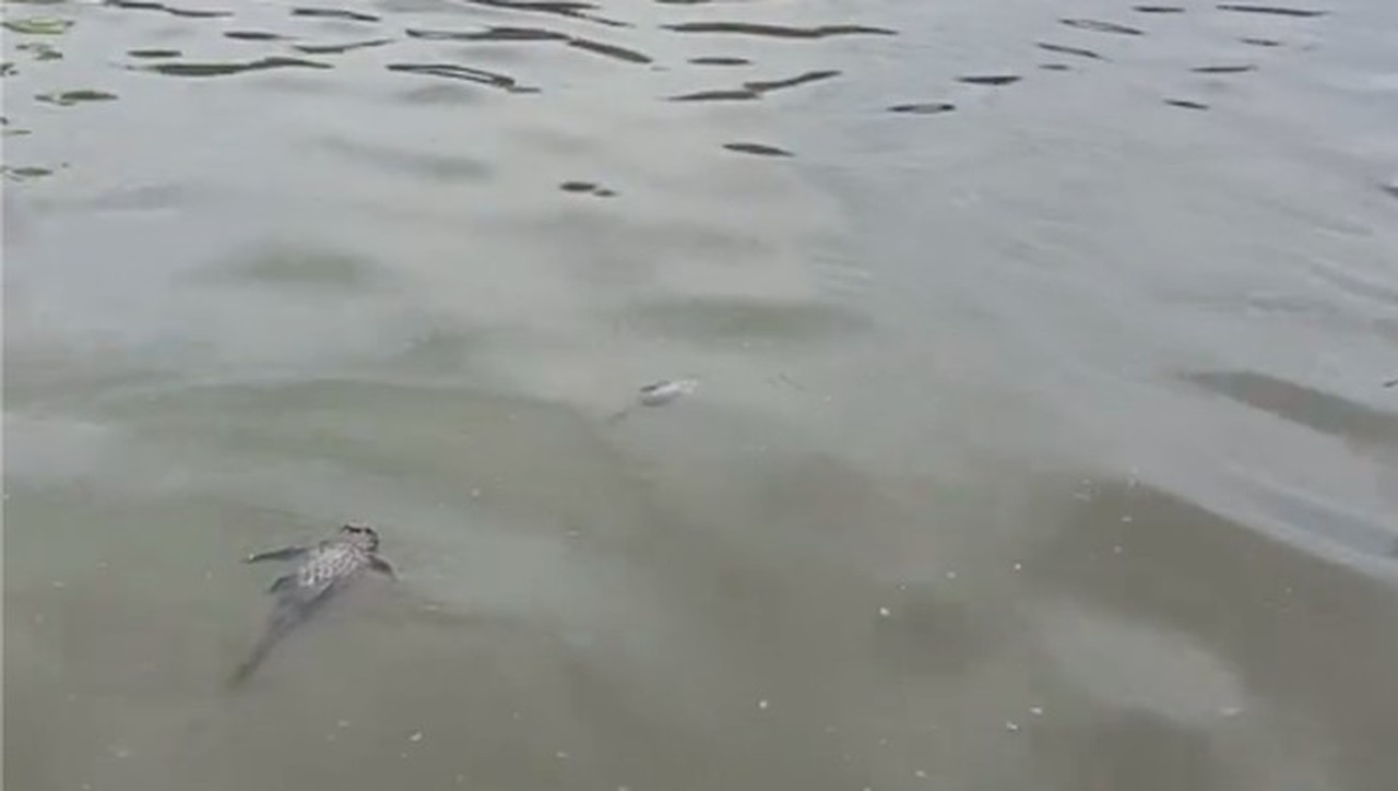 Pabrik Pestisida Terbakar Cemari Sungai, PAM Tangsel Klaim Pasokan Air Aman