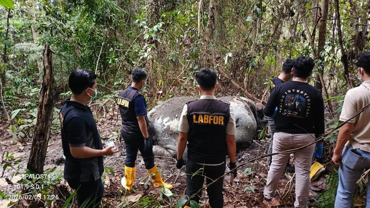Kasus Gajah Tanpa Kepala di Riau: Polisi Periksa 33 Saksi, Perburuan Liar Jadi Fokus Utama