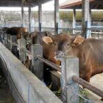 Prabowo Sumbang Rp 72 Miliar untuk Sapi Meugang Korban Bencana Aceh