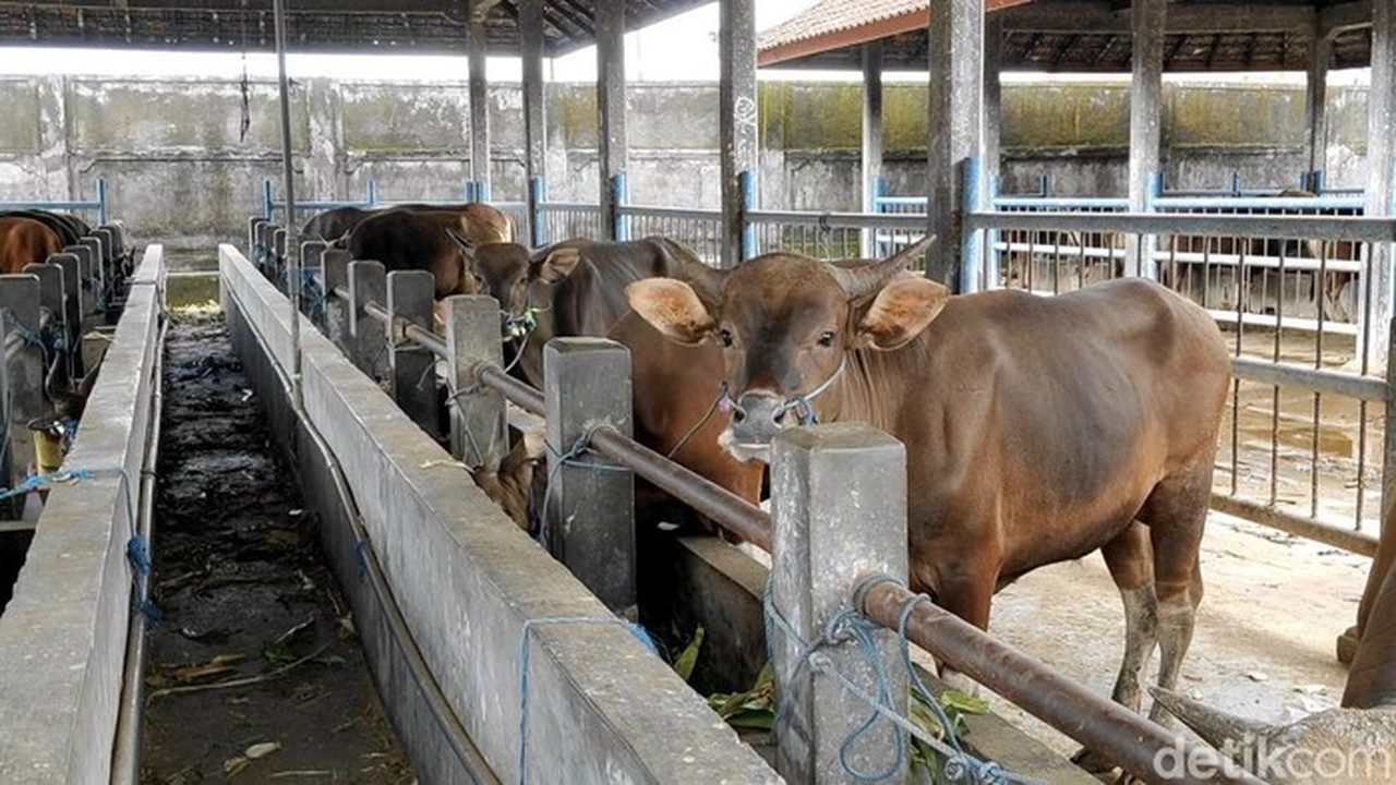 Prabowo Sumbang Rp 72 Miliar untuk Sapi Meugang Korban Bencana Aceh