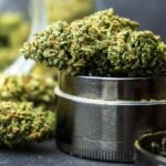 Kreator Konten di Jaksel Akui Tanam Ganja di Rumah untuk Konsumsi Pribadi