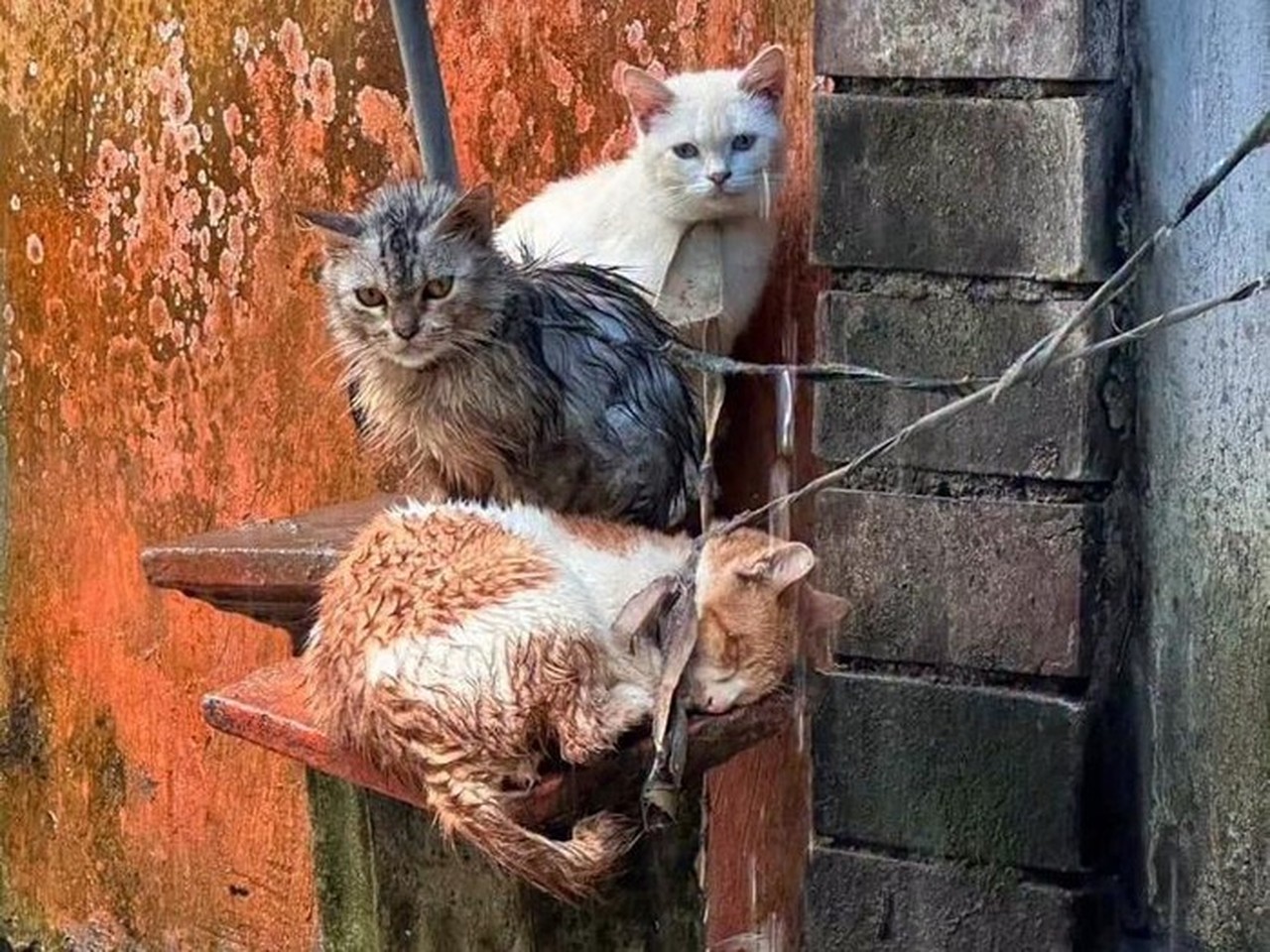 Foto: Kondisi Kucing Yang Diikat Warga Menggunakan Tali Di Depan Rumah Di Gianyar, Bali. (tangkapan Layar Instagram @yayasan Rumahsinggahclow)