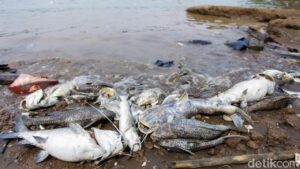 Pencemaran Pestisida di Sungai Cisadane Meluas Hingga 22,5 Km Akibat Kebakaran Pabrik