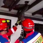 Ular Sanca 4 Meter Gegerkan Pasar Minggu, Plafon Rumah Jebol Akibat Bobotnya