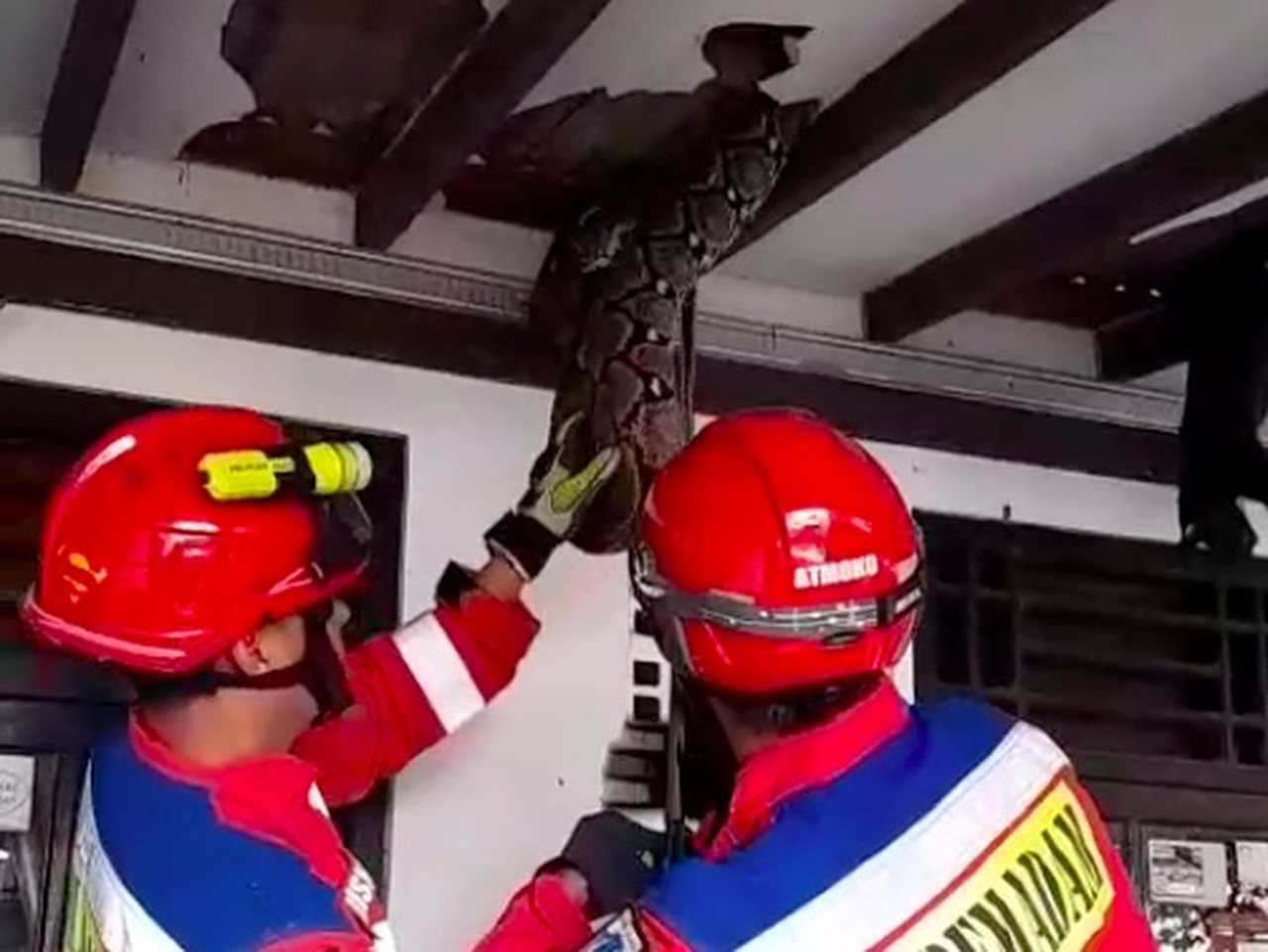 Ular Sanca 4 Meter Gegerkan Pasar Minggu, Plafon Rumah Jebol Akibat Bobotnya