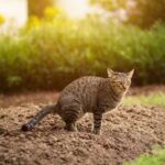 Pria Tendang Kucing hingga Mati di Blora, Polisi Kejar Pelaku yang Telah Teridentifikasi