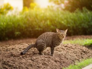 Pria Tendang Kucing hingga Mati di Blora, Polisi Kejar Pelaku yang Telah Teridentifikasi