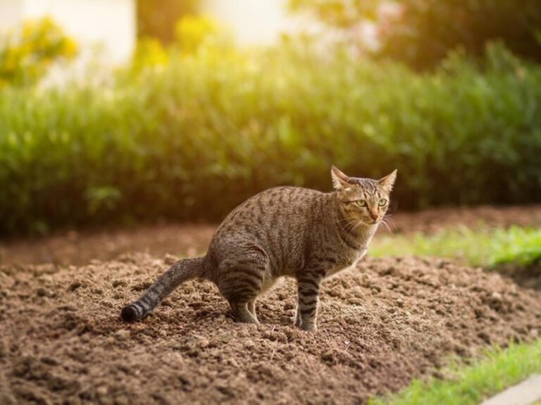 Pria Tendang Kucing hingga Mati di Blora, Polisi Kejar Pelaku yang Telah Teridentifikasi