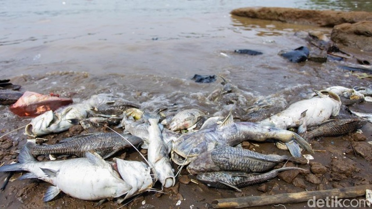 Sungai Cisadane Tercemar Pestisida, PKB Desak KLHK Awasi Ketat Industri Kimia