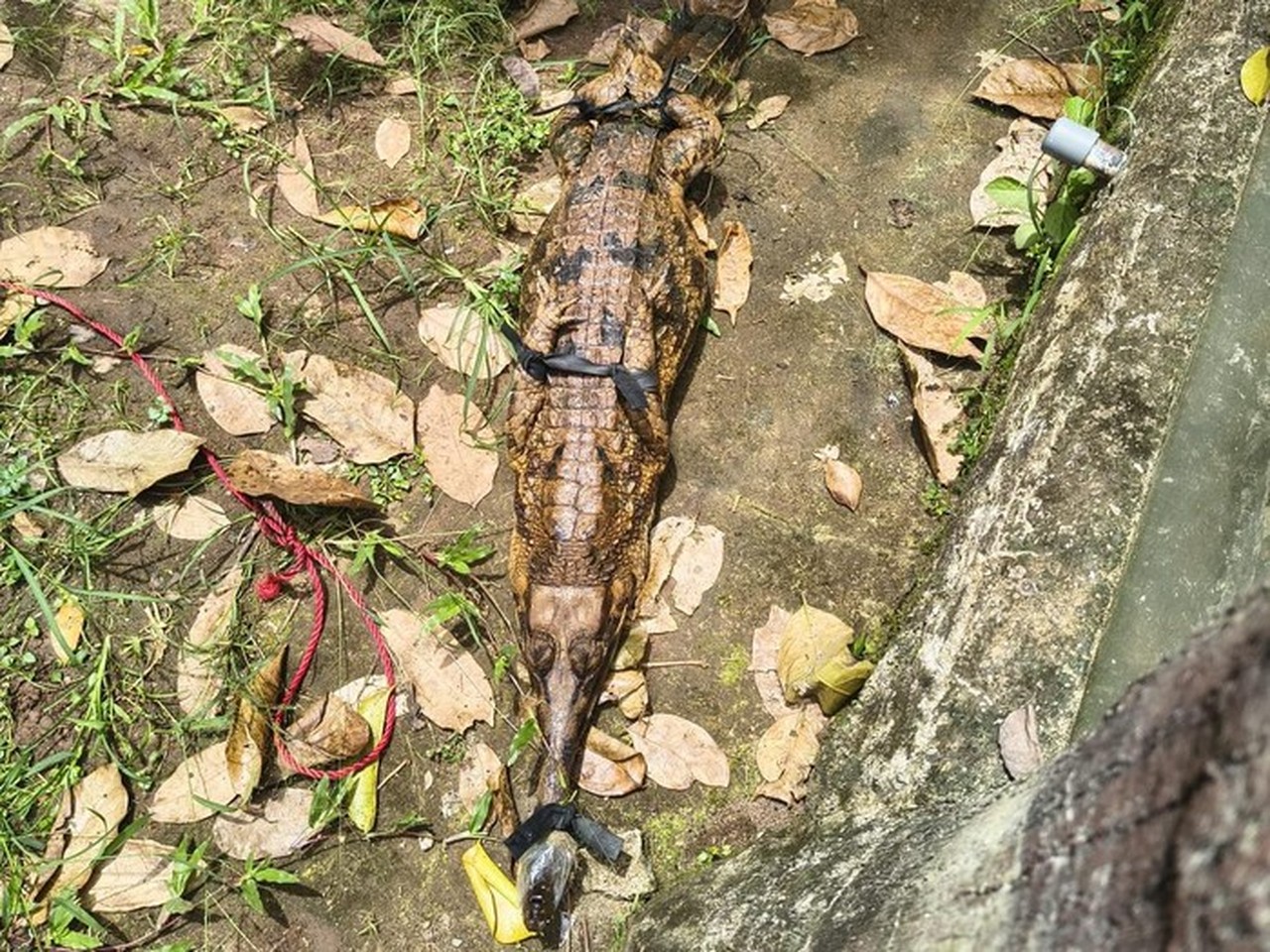 BKSDA Serang Evakuasi Tiga Buaya dan Sepasang Kasuari dari Tempat Wisata yang Tutup BKSDA Serang Evakuasi Tiga Buaya dan Sepasang Kasuari dari Tempat Wisata yang Tutup