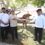 Mendagri Serahkan 1.455 Sapi Bantuan Presiden Prabowo untuk Warga Aceh Sambut Ramadan