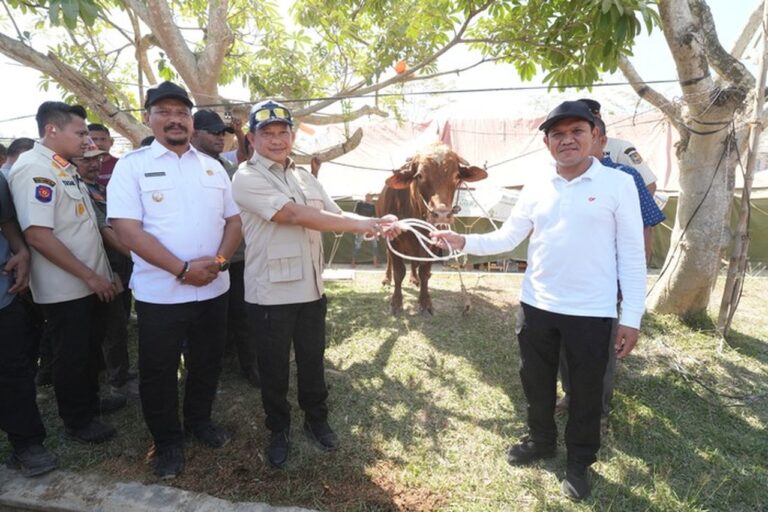 Mendagri Serahkan 1.455 Sapi Bantuan Presiden Prabowo untuk Warga Aceh Sambut Ramadan