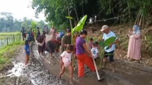 Aksi Protes Warga Lebak: Pohon Pisang dan Padi Tumbuh di Jalan Rusak Parah