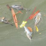 Gudang Pestisida Terbakar Cemari Sungai Cisadane, PT Biotek Saranatama Siap Digugat