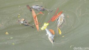 Gudang Pestisida Terbakar Cemari Sungai Cisadane, PT Biotek Saranatama Siap Digugat