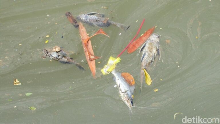 Gudang Pestisida Terbakar Cemari Sungai Cisadane, PT Biotek Saranatama Siap Digugat