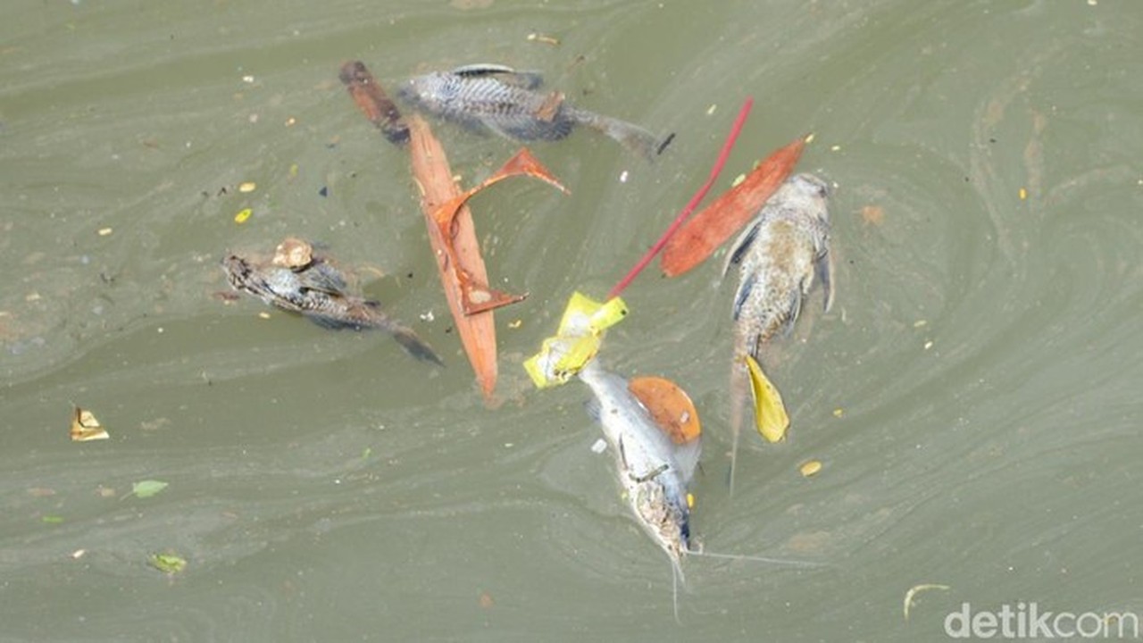 Gudang Pestisida Terbakar Cemari Sungai Cisadane, PT Biotek Saranatama Siap Digugat