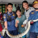 Ular Sanca Raksasa Ditemukan Bersembunyi di Bawah Freezer Es Krim di Bogor