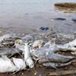 Pasca Kebakaran Gudang Pestisida, PT Biotek Saranatama Berjanji Pulihkan Sungai Cisadane