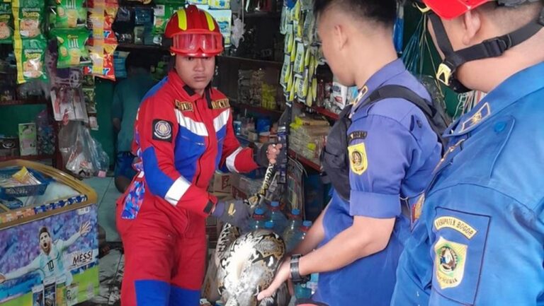 Ular Sanca 3 Meter Gegerkan Toko Sembako di Ciawi Bogor, Damkar Turun Tangan