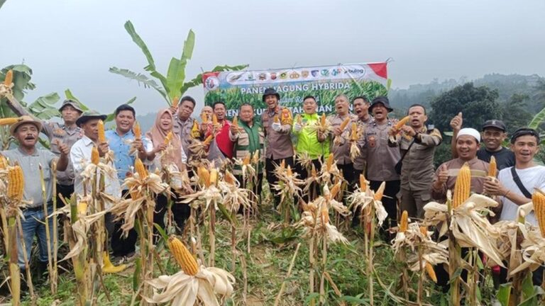 Dukung Ketahanan Pangan, Polisi Bogor Panen 1 Ton Jagung untuk Bulog