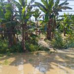 Banjir Grobogan: 34 Desa Terendam, 5.214 Keluarga Terdampak, Satu Rumah Rusak Berat