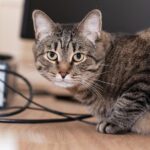 Pensiunan ASN di Blora Tendang Kucing Hingga Mati, Terancam Jerat UU KUHP Baru