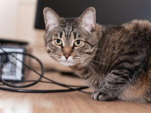 Pensiunan ASN di Blora Tendang Kucing Hingga Mati, Terancam Jerat UU KUHP Baru