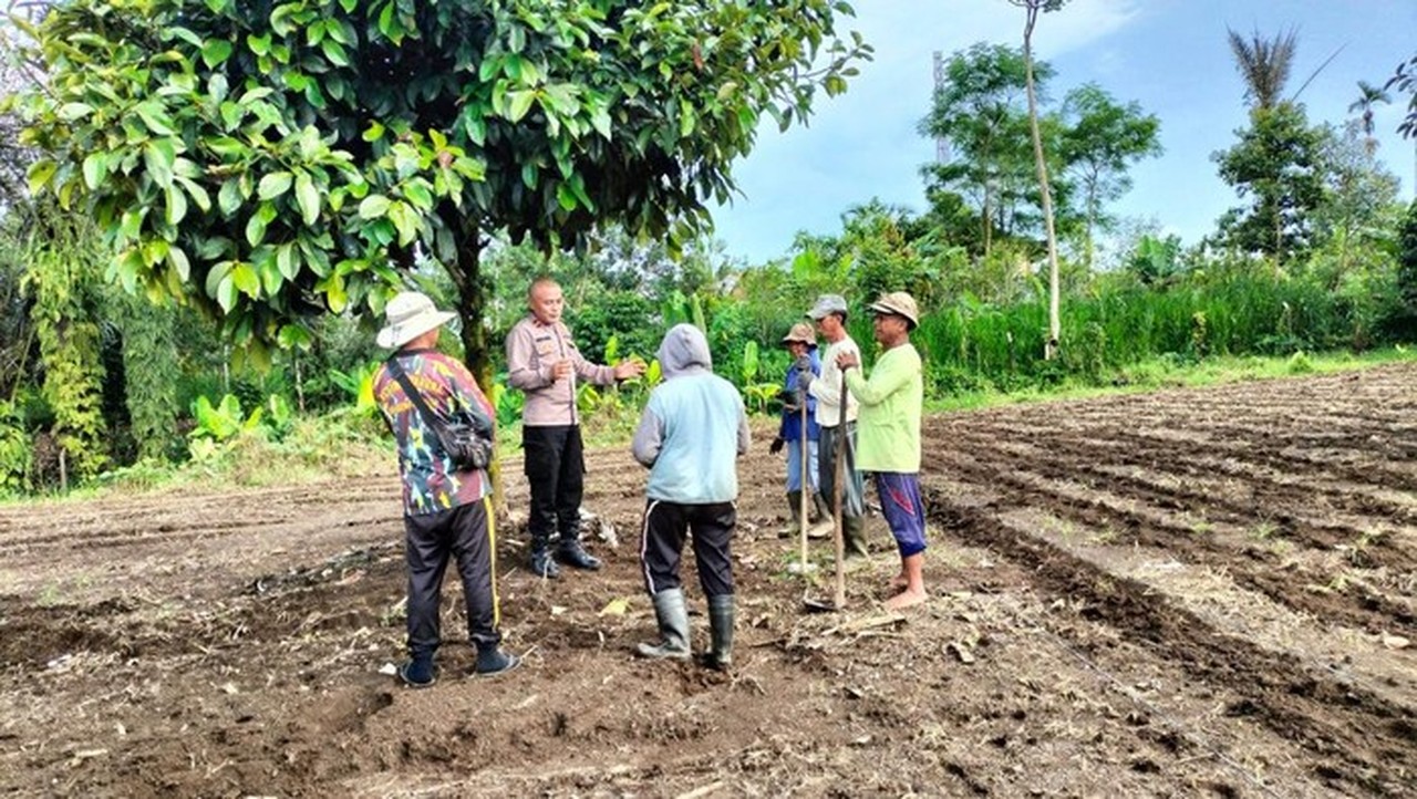 Ipda Subamia: Inovasi Budidaya Jahe Gajah Dongkrak Ekonomi Petani Bangli
