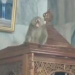 Monyet Liar Masuk Masjid Cakung, Petugas Damkar Berhasil Evakuasi