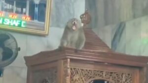 Monyet Liar Masuk Masjid Cakung, Petugas Damkar Berhasil Evakuasi