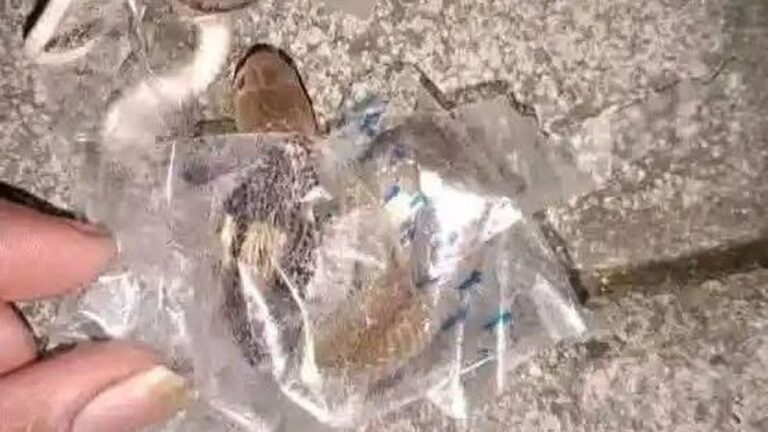 Ular Kobra Diduga Terjebak Selotip Paket Gigit Remaja Sukoharjo Ular Kobra Diduga Terjebak Selotip Paket Gigit Remaja Sukoharjo