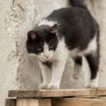 Pensiunan ASN di Blora Akui Tendang Kucing Hingga Mati, Minta Maaf ke Pemilik